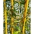 Bambus Phyllostachys Aureosulcata f. Aureocaulis, Filostachys Złotobruzdowy f. Aureocaulis  2,5l 60-100cm