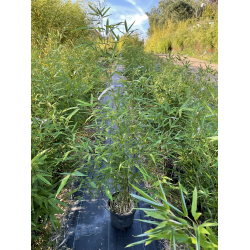 Bambus Phyllostachys Aureosulcata, Filostachys Złotobruzdowy 5l 130-150cm