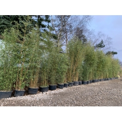 Bambus Phyllostachys NIGRA CZARNY BAMBUS 90 l 300-450 cm
