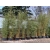 Bambus Phyllostachys NIGRA CZARNY BAMBUS 90 l 300-450 cm