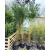 Bambus Phyllostachys Aureosulcata f. Spectabilis, Flostachys Złotobruzdowy f. Spectabilis 30l 200-250cm