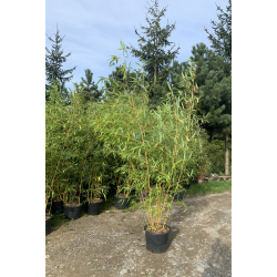 Bambus Phyllostachys VIVAX aureocaulis 20l 180-220 cm
