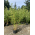 Bambus Phyllostachys VIVAX aureocaulis 20l 180-220 cm