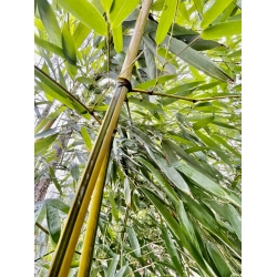 Bambus Phyllostachys Aureosulcata f. Spectabilis, Flostachys Złotobruzdowy f. Spectabilis 2,5l 60-100cm