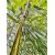 Bambus Phyllostachys Aureosulcata f. Spectabilis, Flostachys Złotobruzdowy f. Spectabilis 18l 200-220cm