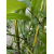 Bambus Phyllostachys Vivax Huangwenzhu, Filostachys Żywotny Huangwenzhu 7,5l 150-180cm