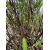 Bambus Fargesia Nitida Black Pearl, Fargesia Lśniąca Black Pearl 15l 70-10cm