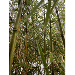 Bambus Fargesia Robusta Campbell, Fargesia Olbrzymia Campbell 20l 150-175cm