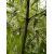 Pachnący Bambus Phyllostachys atrovaginata 'Green Perfume', Filostachys Ciemnopochwowy 3l 60-80cm
