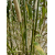 Bambus Fargesia Murielae Ivory Ibis, Fargesia Parasolowata Ivory Ibis 20l 100-125cm