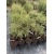 Bambus Fargesia Nitida Jiuzhaigou Fargesia Lśnąca ‘Jiuzhaigou’ 5l 60-80cm