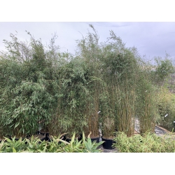 Bambus Fargesia Nitida Jiuzhaigou, Fargesia Lśnąca ‘Jiuzhaigou’ 40l 175-200cm