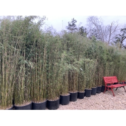 Bambus Fargesia Nitida Jiuzhaigou, Fargesia Lśnąca ‘Jiuzhaigou’ 40l 175-200cm