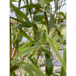 Phyllostachys Parvifolia