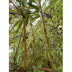 Bambus Fargesia Robusta Pingwu, Fargesia Olbrzymia Pingwu 2,5l 80-100cm