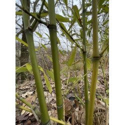 Bambus Phyllostachys Rubromarginata, Filostachys Czerwonobrzegi 7,5l 150-180cm