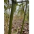 Bambus Phyllostachys Rubromarginata, Filostachys Czerwonobrzegi 7,5l 150-180cm
