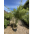 Bambus Fargesia Rufa, Fargezja Rozłożysta 40l 175-200cm
