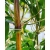 Bambus Semiarundinaria Fastuosa, Semiarundinaria Strzelista 5l 100-150cm